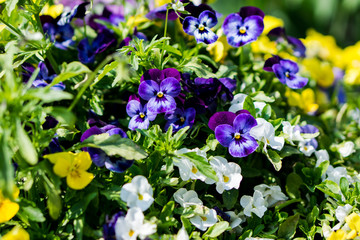 Picture full of pansies