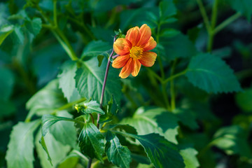 yellow and orange flower