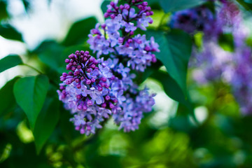 violet flower on green background