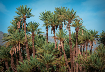 Fototapeta na wymiar Paisaje de palmeras con colorido exótico, de postal