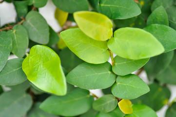 ficus pumila or climbing fig