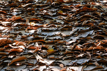 Grunge texture of the old leaf background