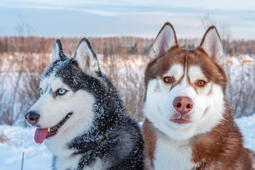 Two Siberian Husky dogs looks around. Husky dogs has black, brown and white coat color. Close up. Winter sunset.