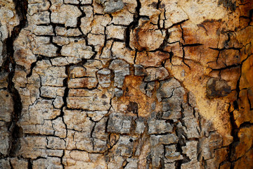 Tree bark wood texture abstract background