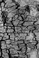 Tree bark wood texture abstract background