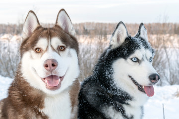 Two Siberian Husky dogs looks around. Husky dogs has black, brown and white coat color. Closeup. Winter sunset.