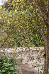 coca plant, Peru