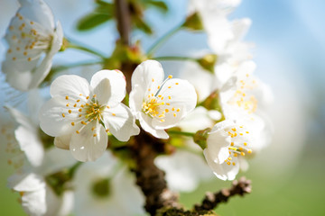 Blooming branches of cherry against the blue sky - copy space