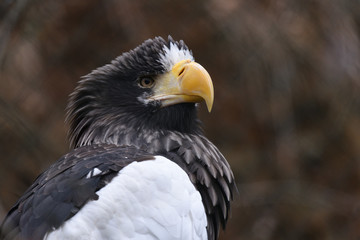 Steller's sea eagle (Haliaeetus pelagicus)
