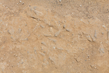 Paracas reserve, Peru.