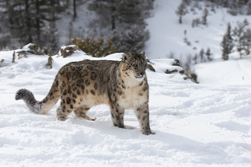 Rare, endangered, elusive Snow Leopard in cold winter snow scene