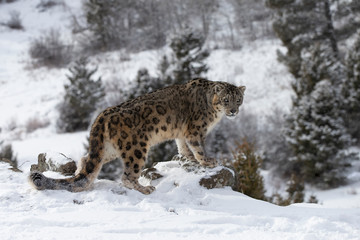 Rare, endangered, elusive Snow Leopard in cold winter snow scene