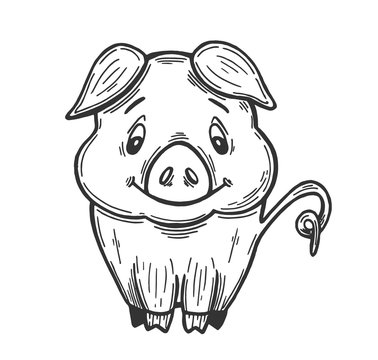 Pig. Hand drawing. Circuit