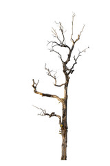 Dead tree isolated white background