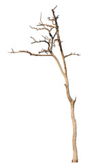 Dead tree isolated white background