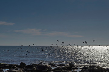 Seascape of fog morning Black Sea and flock Silver gulls or Larus argentatus in flight on the coast near  ancient city  Nessebar, Bulgaria, Europe  