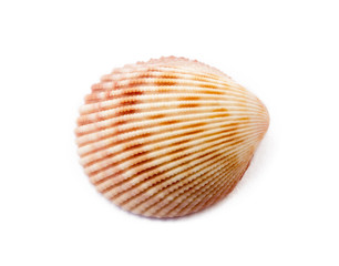 Exotic sea shells isolated on white background