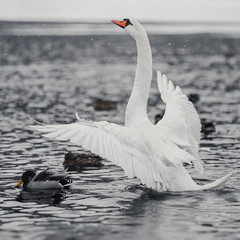 White swan spread its wings © julia_siomuha
