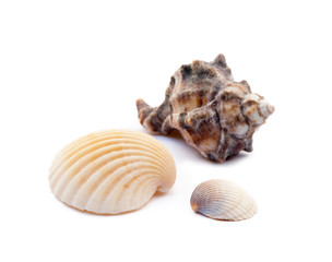 Exotic sea shells isolated on white background