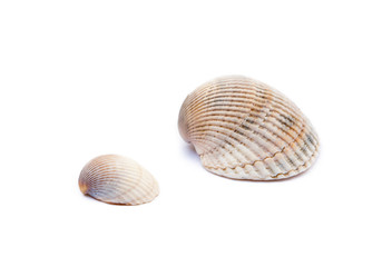 Exotic sea shells isolated on white background