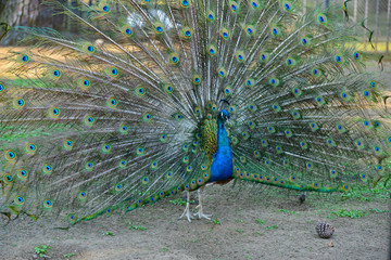 Peacock in his beautiful dress of colors