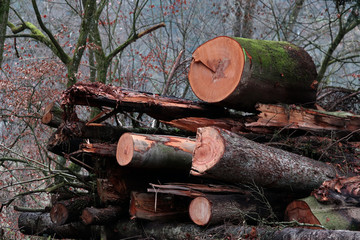 Sturmholz als Holzstapel