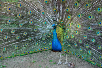 Obraz premium Paw w swojej pięknej kolorowej sukni