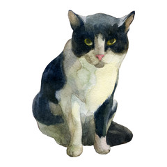 Watercolor illustration. Sitting cat.