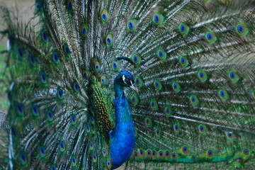 Obraz premium Peacock in his beautiful dress of colors