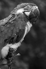 Ara bleu (ara ararauna)