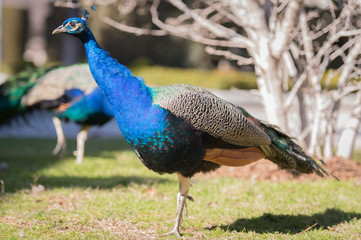 Obraz premium Pavo real