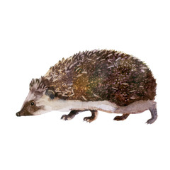 Watercolor illustration. Hedgehog.