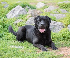 labrador negro