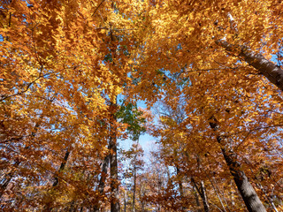 Fall Foliage