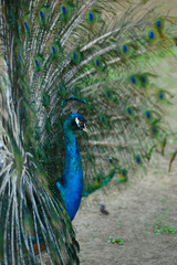 Obraz premium Peacock in his beautiful dress of colors