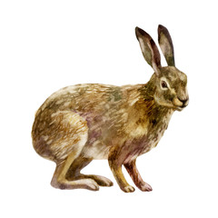 Watercolor illustration. Hare. © Margosoleil