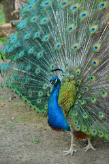 Obraz premium Paw w swojej pięknej kolorowej sukni