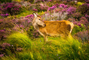 Female Deer In Wild Coastal Landscape In Scotland