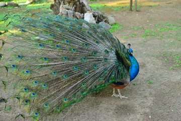 Obraz premium Peacock in his beautiful dress of colors