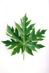 green leaf isolated on white background