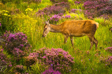 Female Deer In Wild Coastal Landscape In Scotland