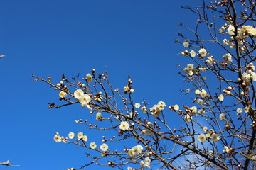 青空と梅の花