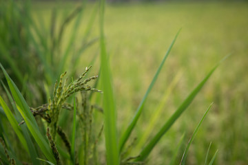 Green rice corn in a rice field