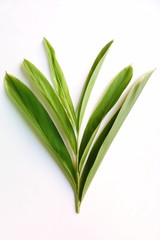 Obraz premium green leaf isolated on white background