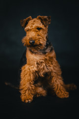 Welsh Terrier in studio on black background