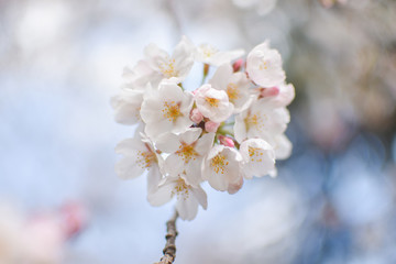Beautiful cherry blossom tree,close up  in full bloom in March in Tokyo, Japan.