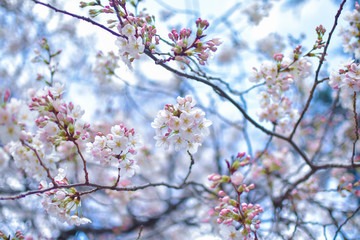 Beautiful cherry blossom tree in full bloom in March in Tokyo, Japan.