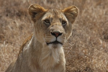Fototapeta na wymiar Lionne de Tanzanie