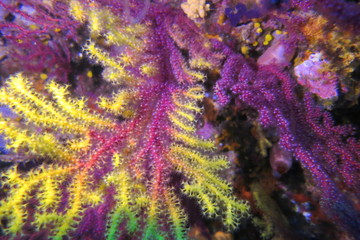 Naklejka na ściany i meble Corals