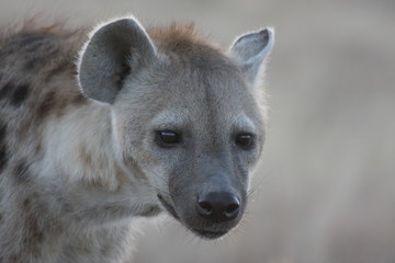 Hyène de Tanzanie